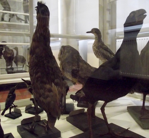 Teichelmann's birds in the Mauritianum