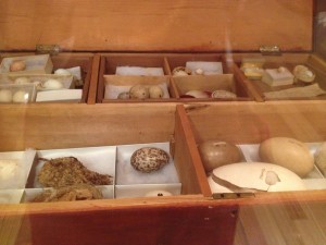 Master Henry Gilbert's bird egg collection