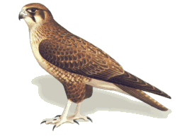 Brown falcon drawing