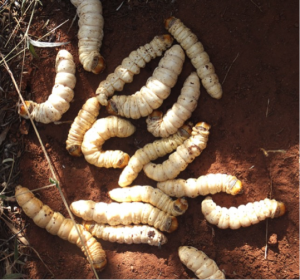 Some Australian tjapa (Endoxyla leucomochla)